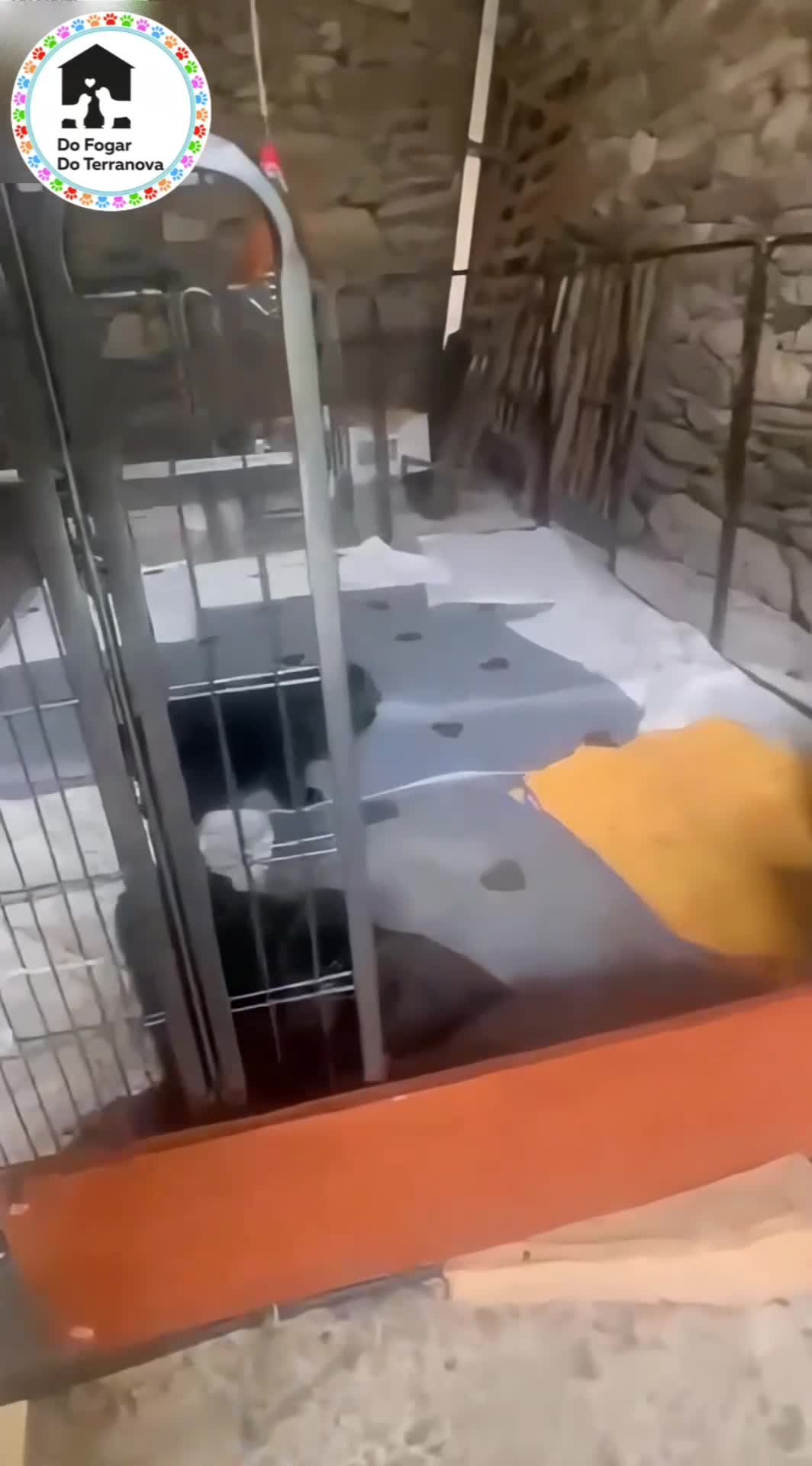Terranova perros en venta: DISPONIBLES CACHORROS DE TERRANOVA - Video 1