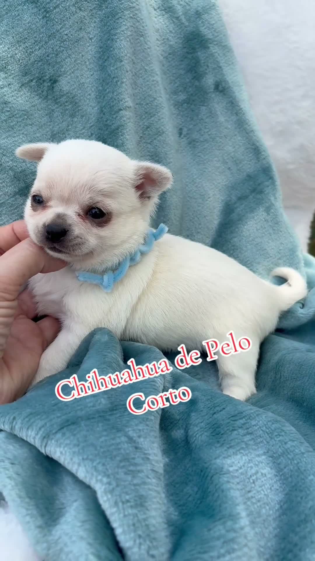 Chihuahua perros en venta: Chihuahuas Toy Blancos  - Video 1
