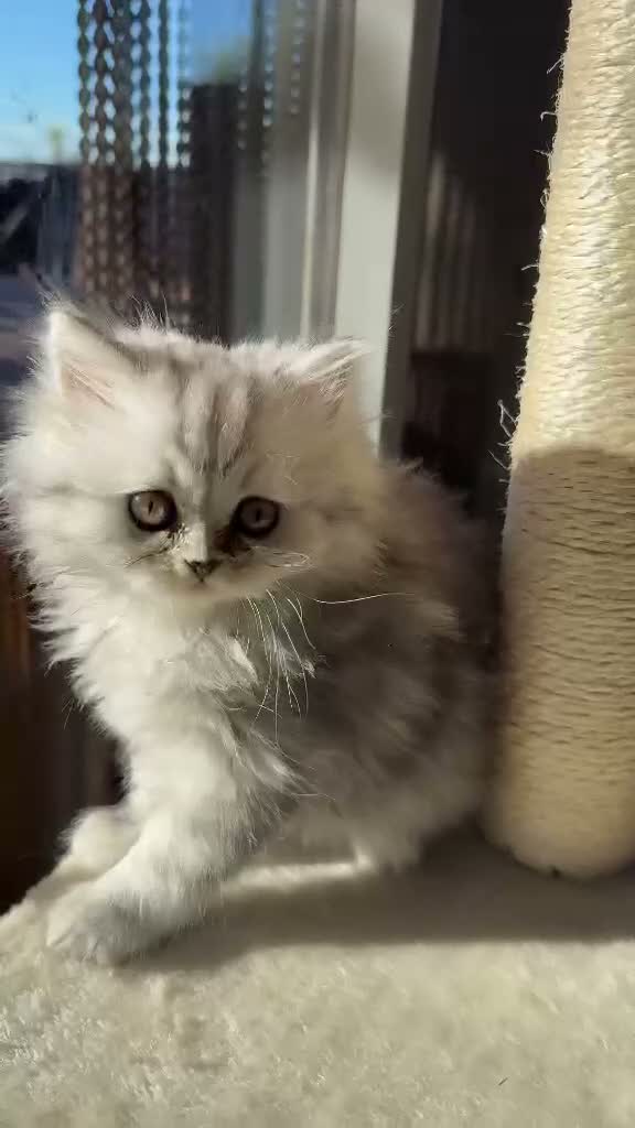 Persa gatos en venta: Persa - Video 2