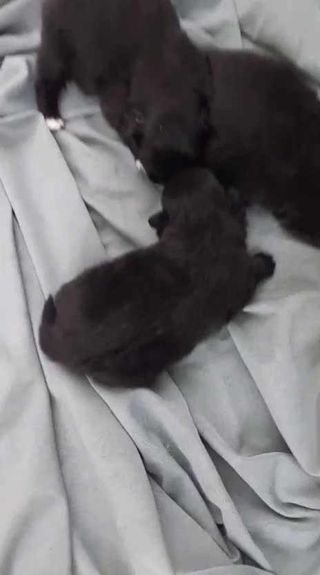 Pomerania perros en venta: Pomerania toy - Video 1