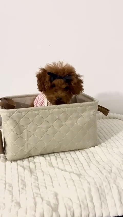 Caniche Toy perros en venta: CANICHE TOY ASIÁTICA 100% TEA CUP - Video 1