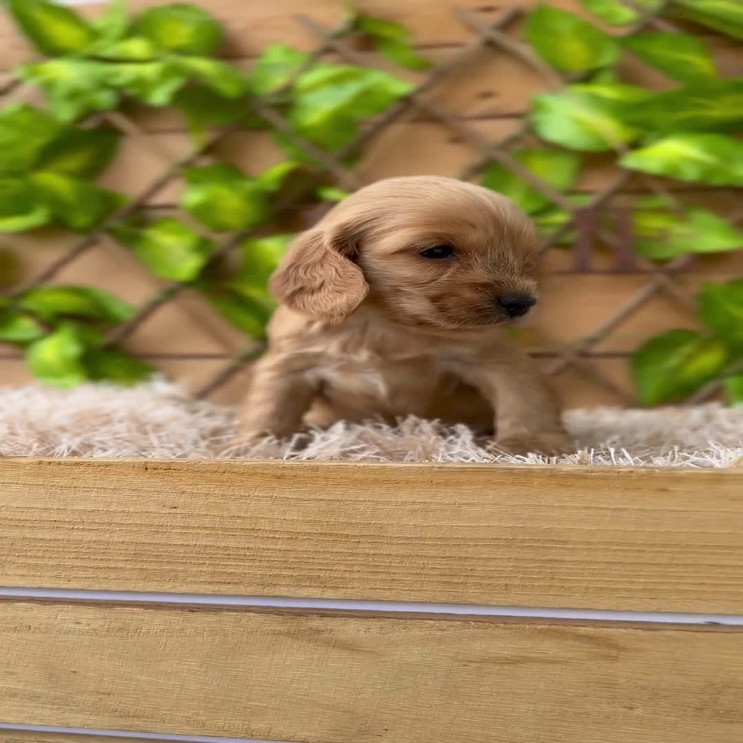 Cocker Spaniel Inglés perros en venta: Camada de Zaida  - Video 4