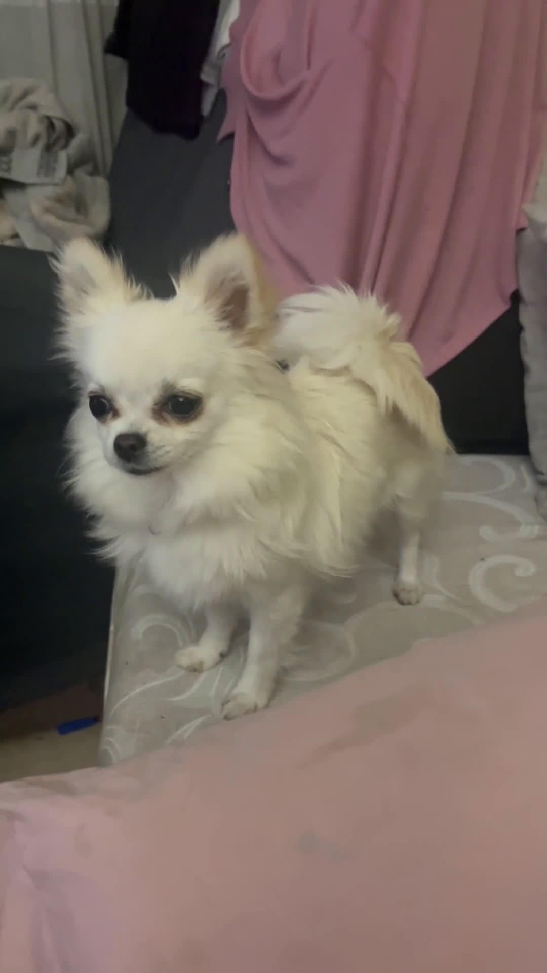 Chihuahua perros en adopcion: Chihuhua pelo largo - Video 1