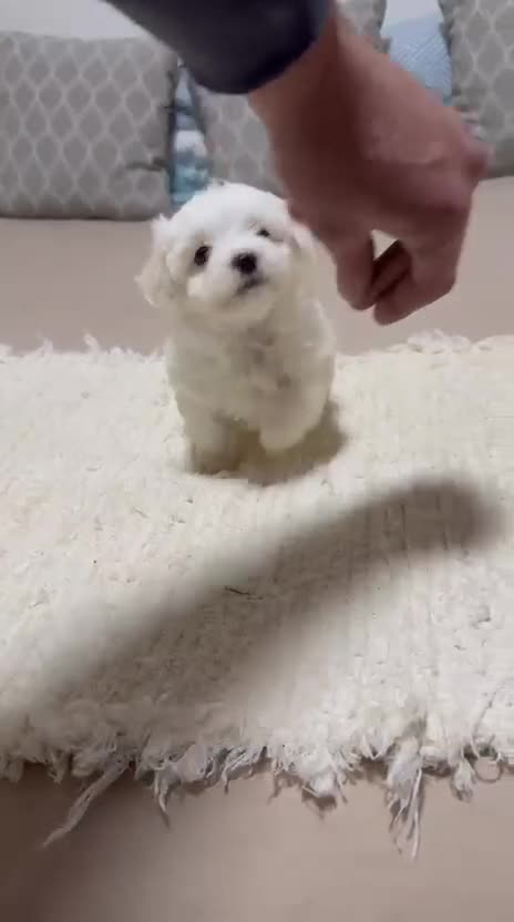 Bichón Maltés perros en venta: Bichón maltés Toy Hembra línea americana  - Video 1