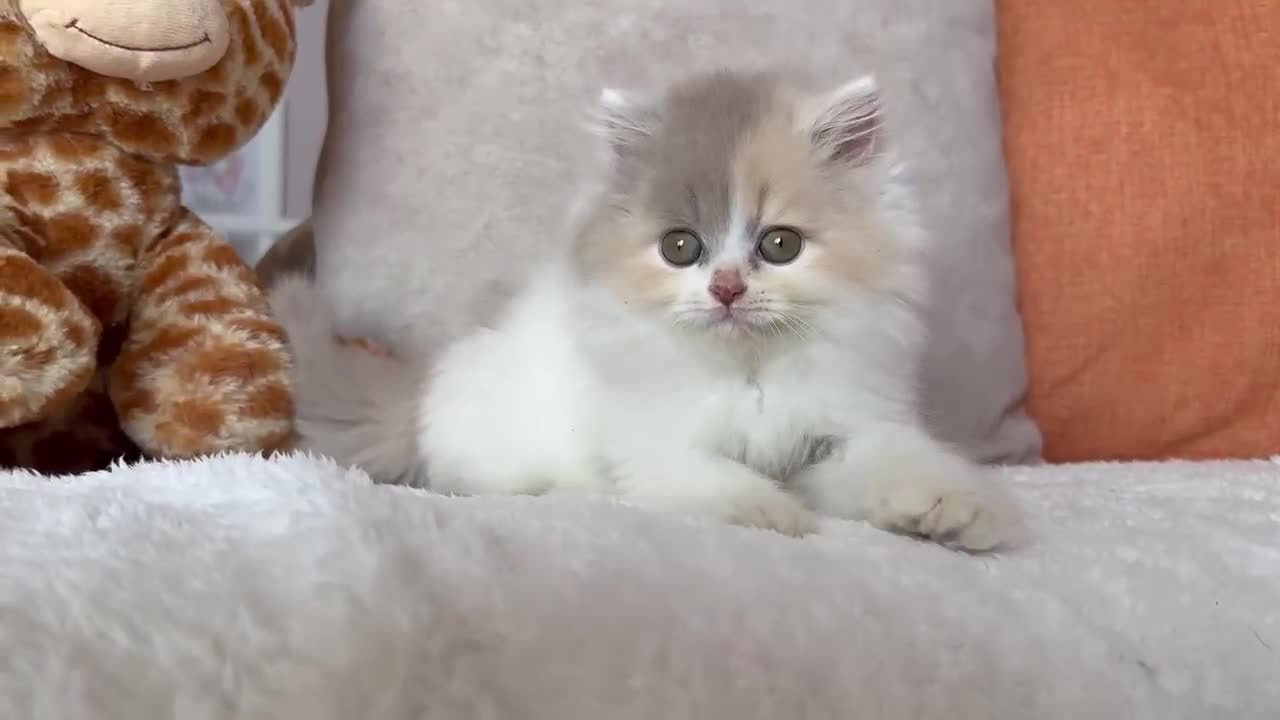 Británico de Pelo Corto gatos en venta: Últimas 3 hembras British Shorthair disponibles 🐾 - Video 2