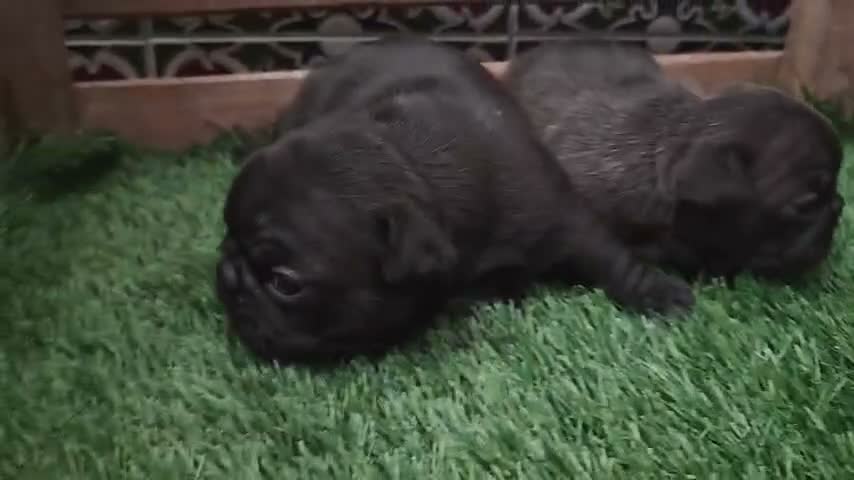 Bulldog Francés perros en venta: Bulldog Frances - Video 1