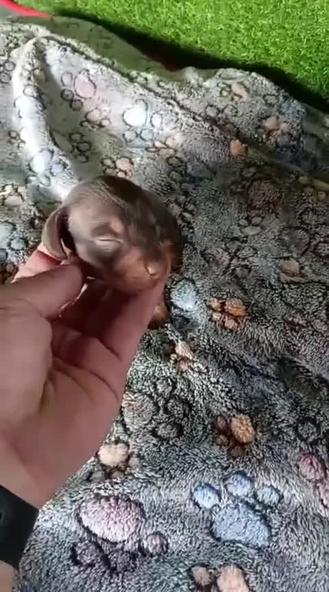 Teckel Miniatura perros en venta: Camadas de teckel kaninchen todos los colores  - Video 4