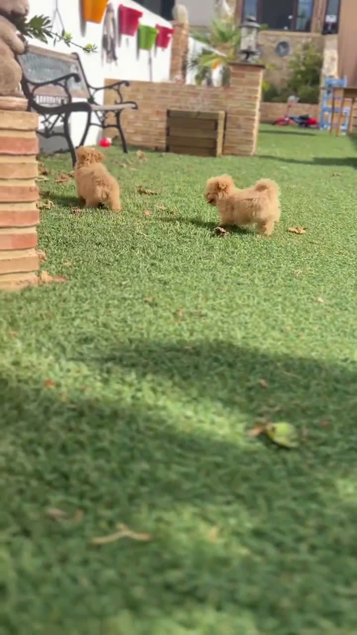 Maltipoo perros en venta: EJEMPLARES DE MALTIPOO  - Video 1