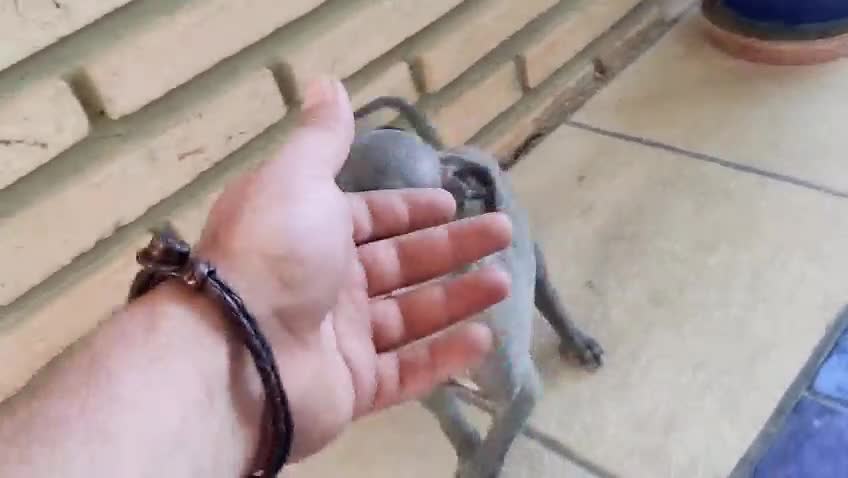 Pequeño Lebrel Italiano perros en venta: Cachorro de lebrel italiano  - Video 1