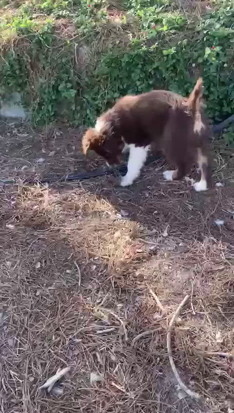 Pastor Australiano perros en venta: PASTOR AUSTRALIANO - Video 1