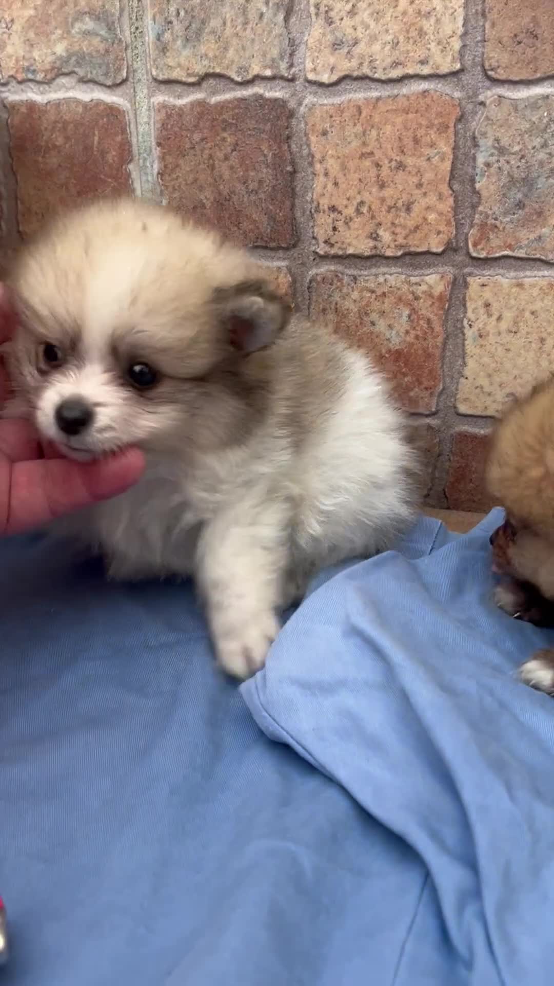 Pomerania perros en venta: Lulu de Pomeranias Micro Toy Toy Toyyy Calidad - Video 1