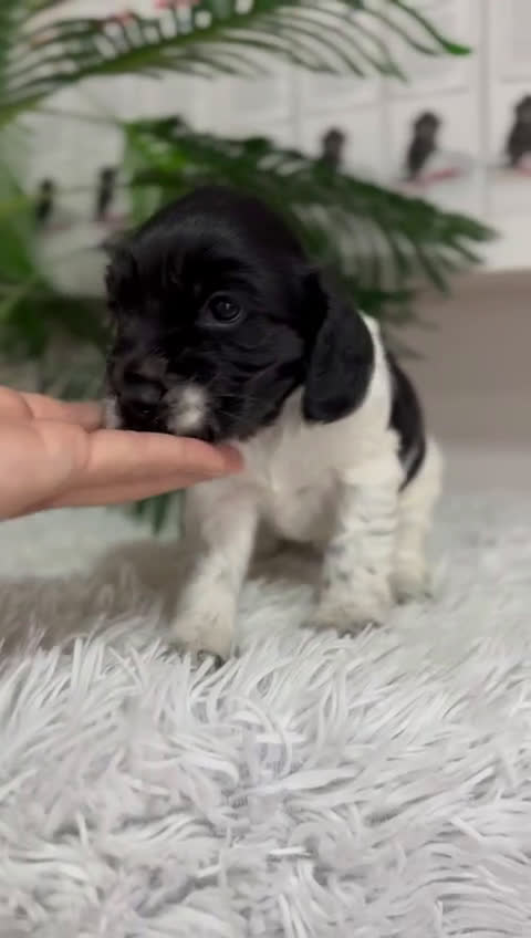 Cocker Spaniel Inglés perros en venta: COCKER SPANIEL INGLES - Video 1