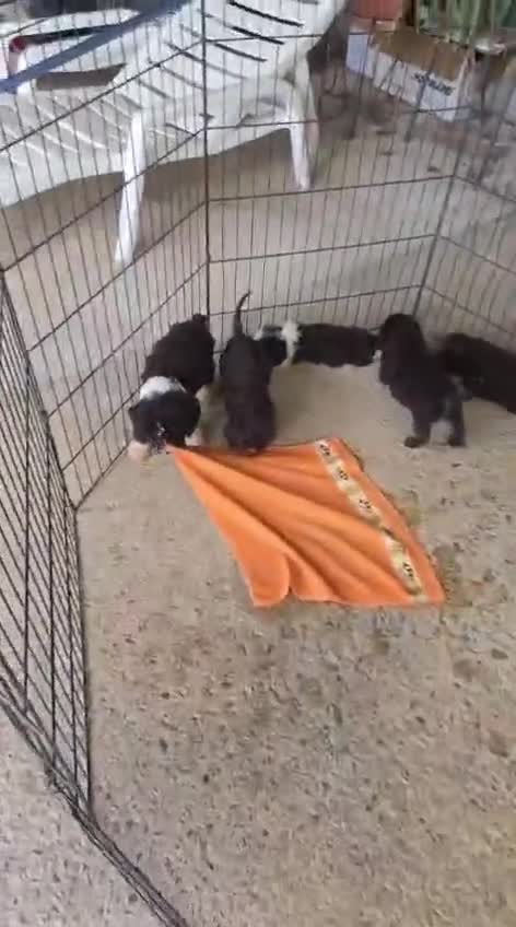 Perro de Agua Español perros en venta: Hembra y macho en Madrid - Video 1