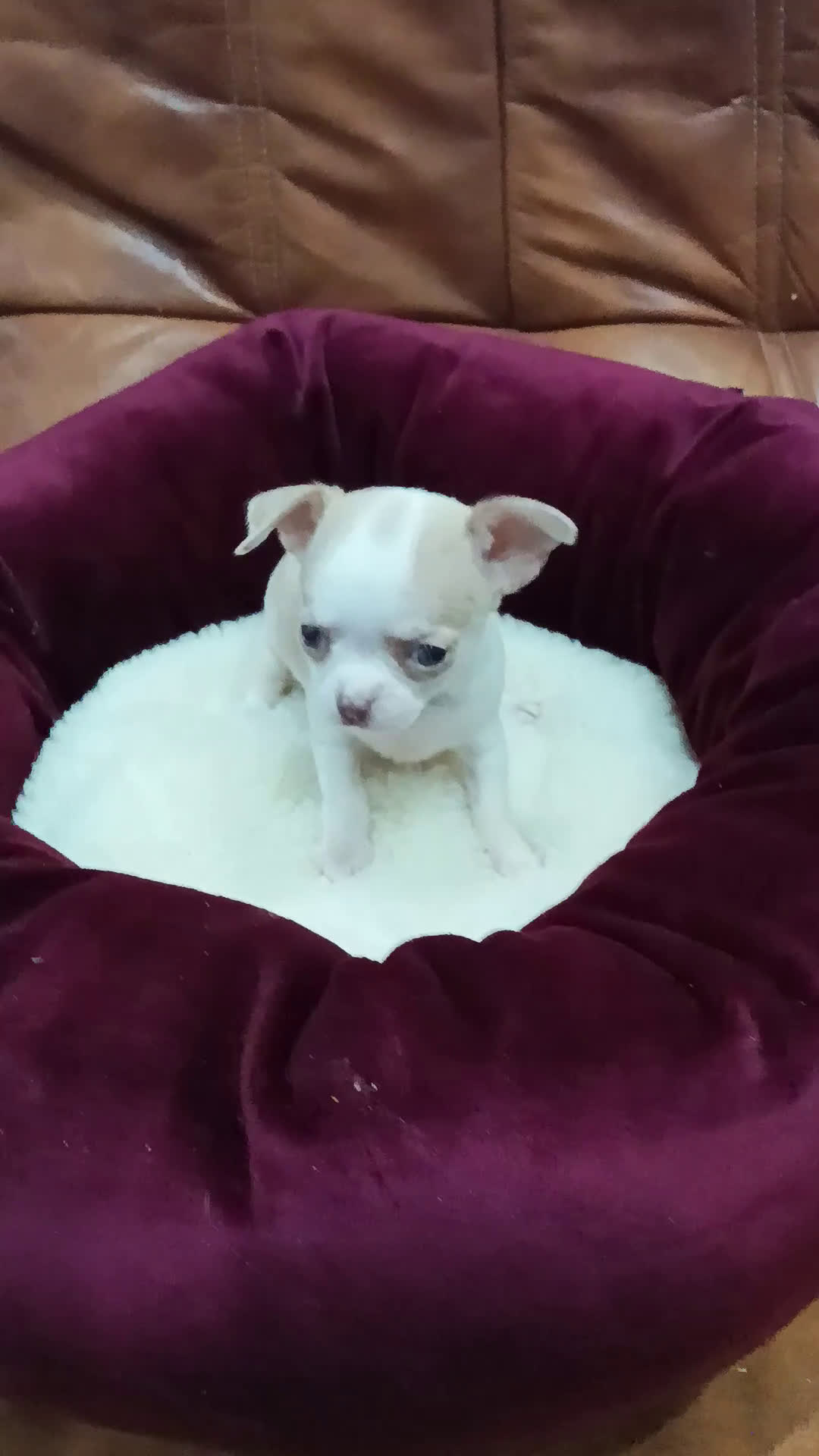 Chihuahua perros en venta: CHIHUAHUA TOY  - Video 1
