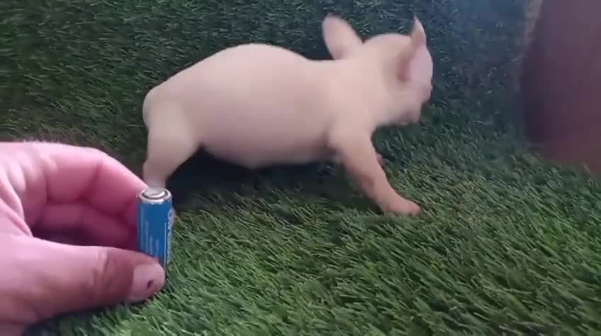 Chihuahua perros en venta: Chihuahuas Micro Toy Toy Toy Calidad Toy - Video 2