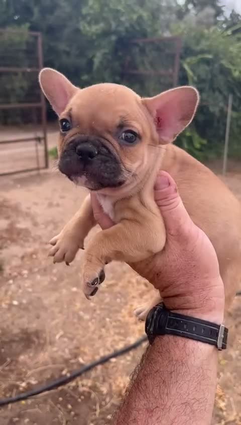 Bulldog Francés perros en venta: Bulldog frances  - Video 2