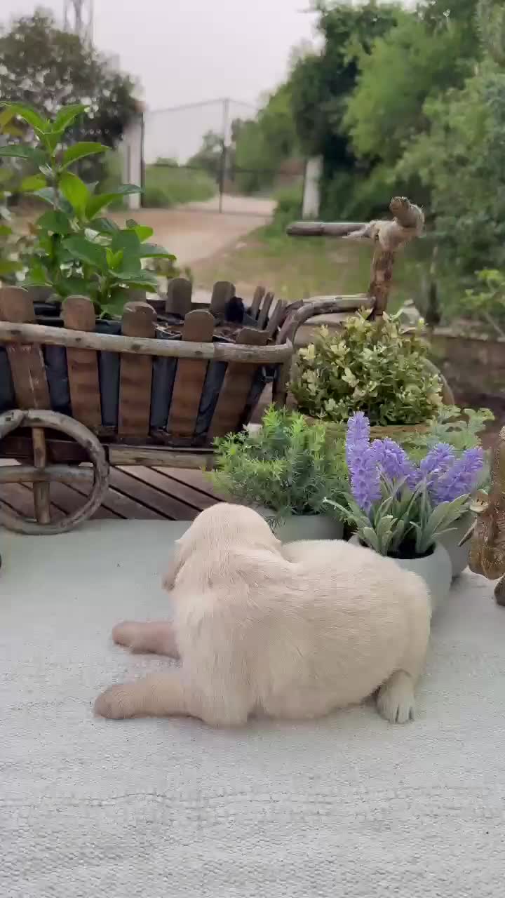 Golden Retriever perros en venta: Golden retriever bebes espectaculares nobles - Video 2