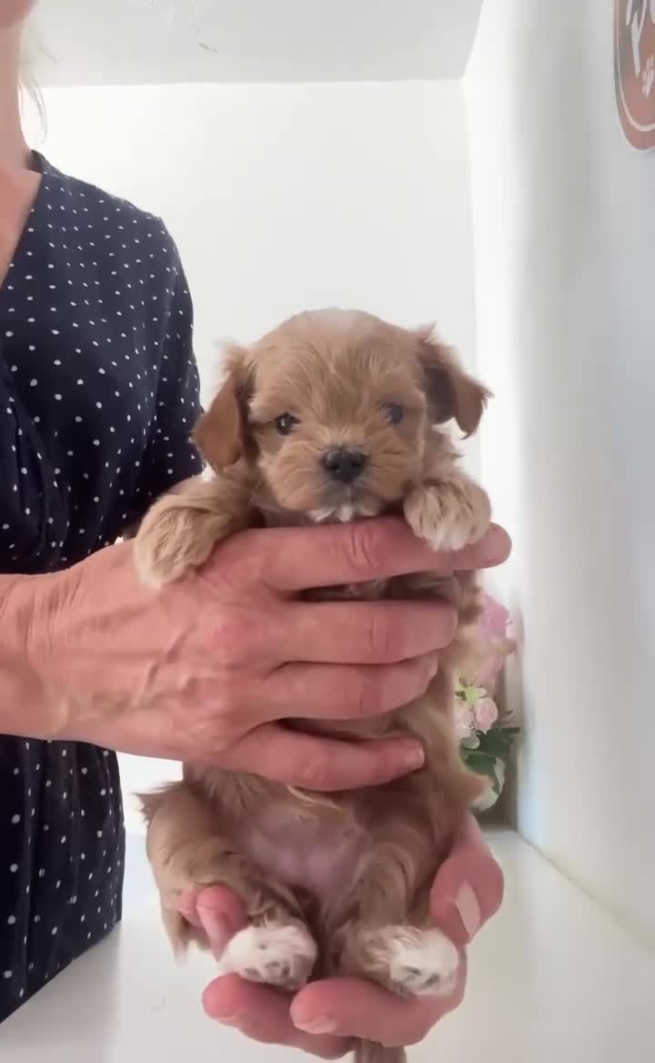 Maltipoo perros en venta: Maltipoo asiáticos de máxima calidad  - Video 2