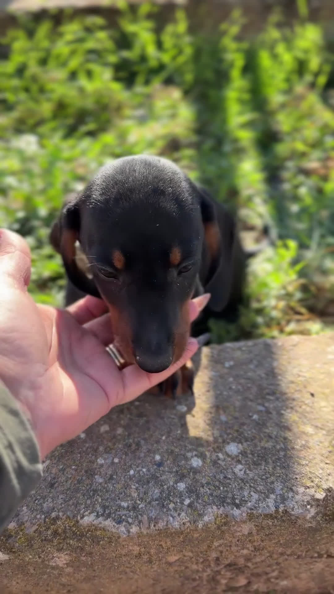 Teckel Miniatura perros en venta: Teckel negro fuego mini - Video 1