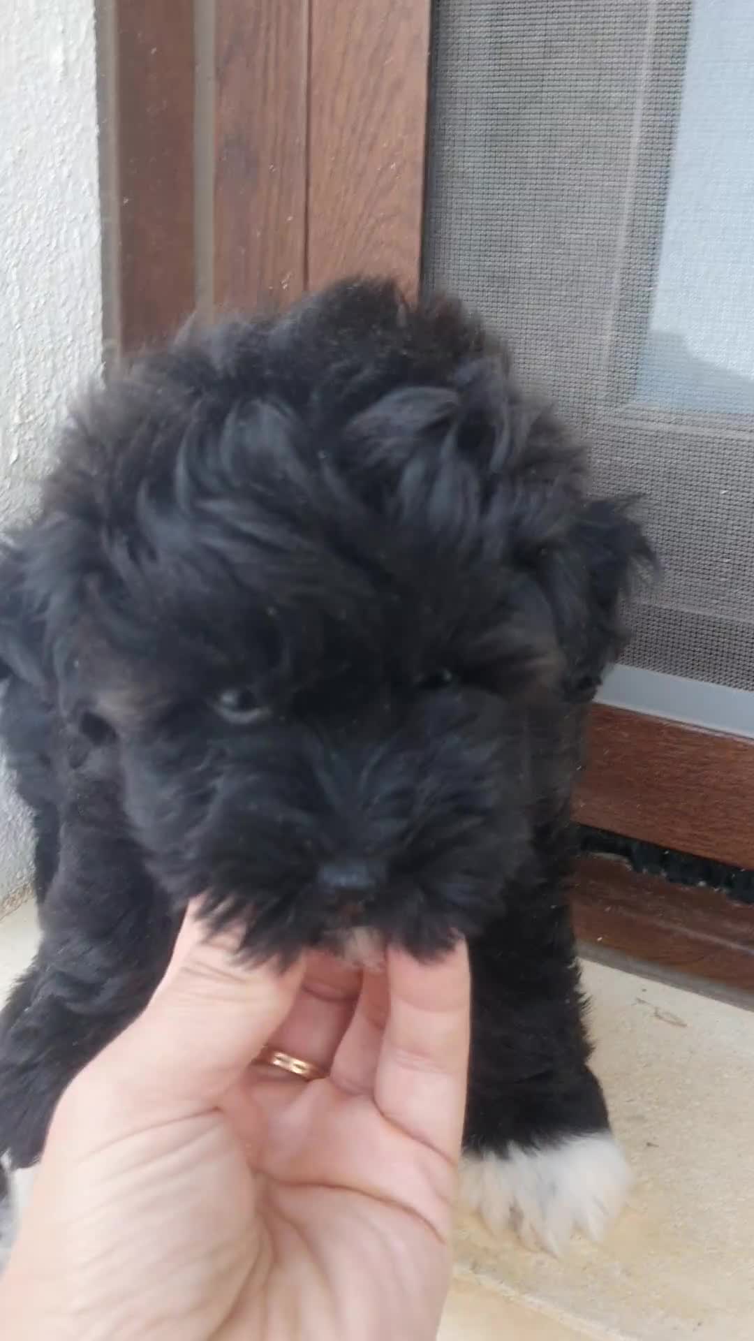 Raza Mixta perros en venta: Maltipoo hembra - Video 2