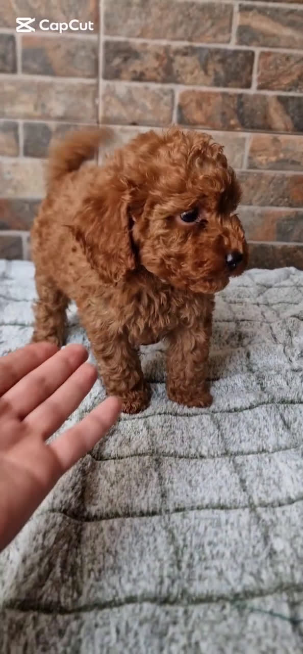 Caniche Toy perros en venta: HEMBRA TOY/MINI ROJA PIMENTÓN  - Video 1