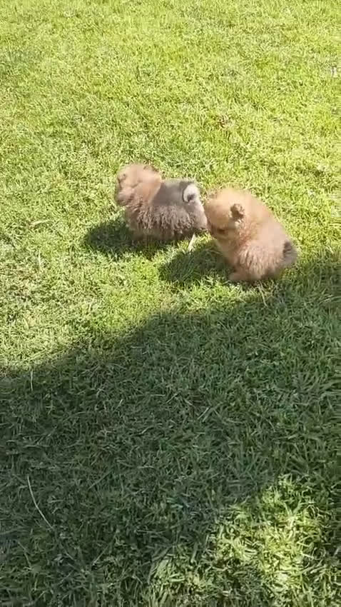Pomerania perros en venta: POMERANIAS MINIATURAS  - Video 2