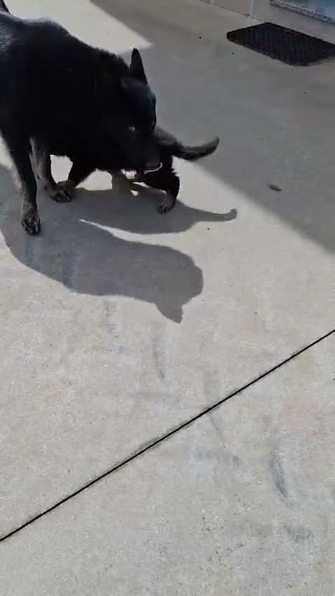 Pastor Alemán perros en venta: Cachorros pastor aleman - Video 1
