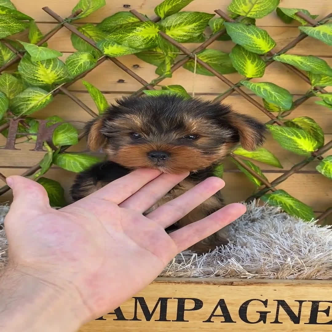 Yorkshire Terrier perros en venta: Camada de Rea - Video 2