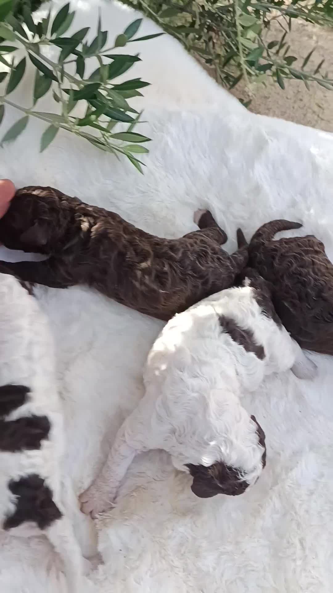 Perro de Agua Español perros en venta: Perro de agua  - Video 2