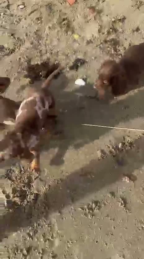 Teckel Miniatura perros en venta: Teckel kanichen  - Video 1