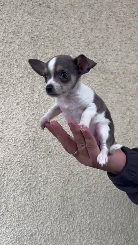 Chihuahua perros en venta: Chihuahua  - Video 1
