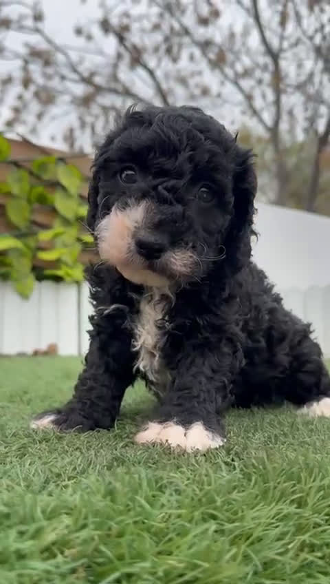 Perro de Agua Español perros en venta: PERRO DE AGUA HEMBRA RABONA - Video 2