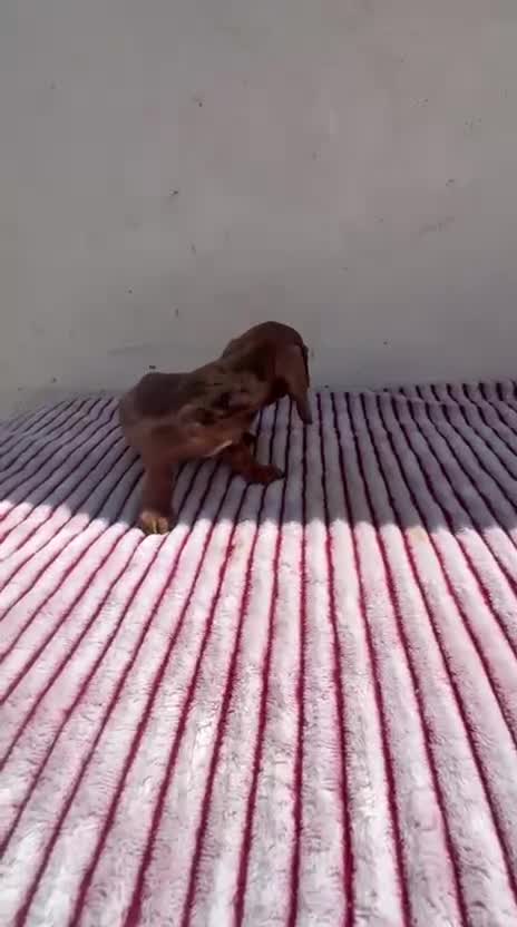 Teckel Miniatura perros en venta: Teckel Kaninchen - Video 2