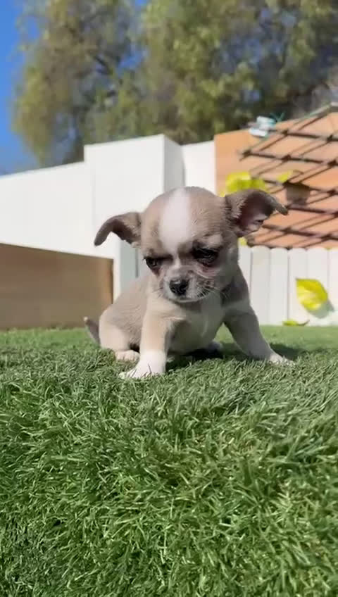 Chihuahua perros en venta: CHIHUAHUA - Video 1