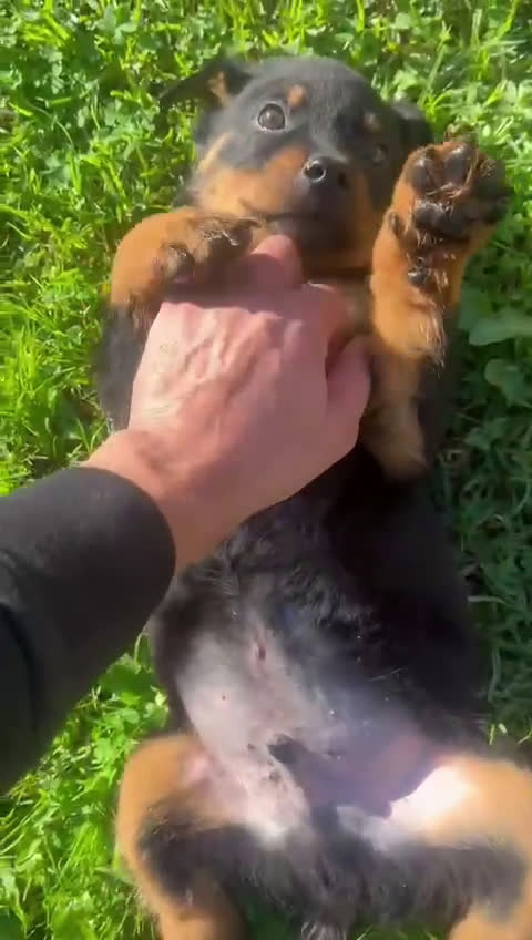 Rottweiler perros en venta: Cachorro rottweiler  - Video 2