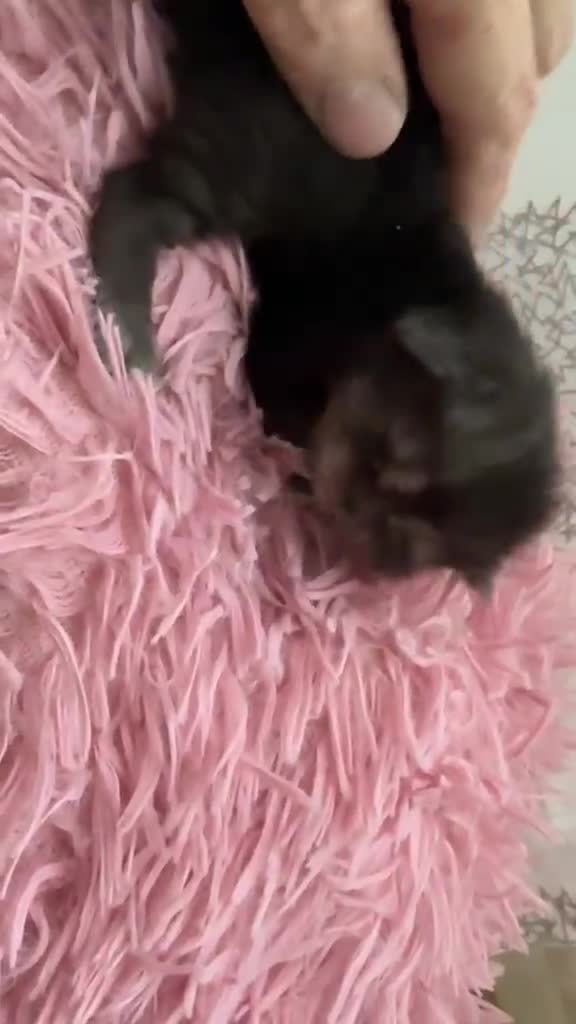 Persa gatos en venta: Persa en Valencia - Video 1