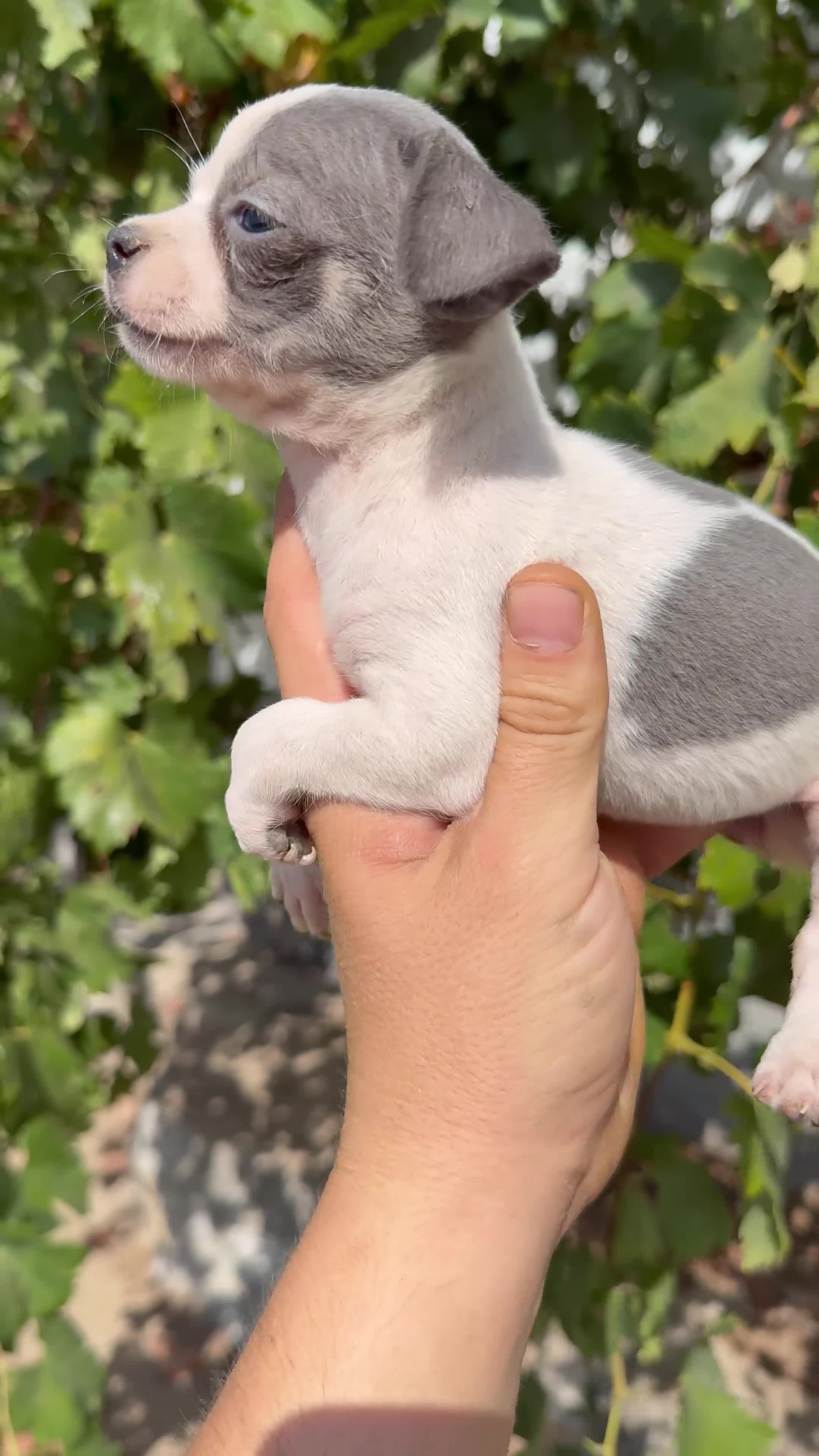 Chihuahua perros en venta: Chihuahua  - Video 2