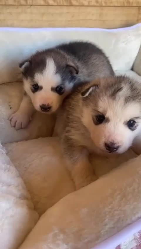 Husky Siberiano perros en venta: 	Huskies Siberianos Pura Raza Belleza y Nobleza - Video 1