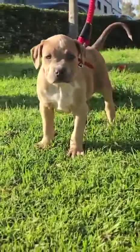 American Bully perros en venta: American Bully - Video 1