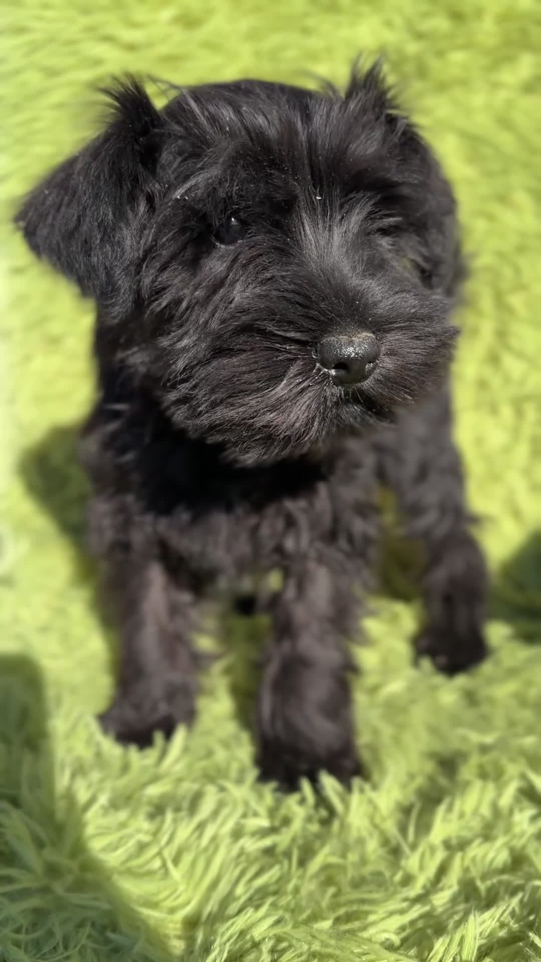 Schnauzer Miniatura perros en venta: Schnauzer miniatura  - Video 1