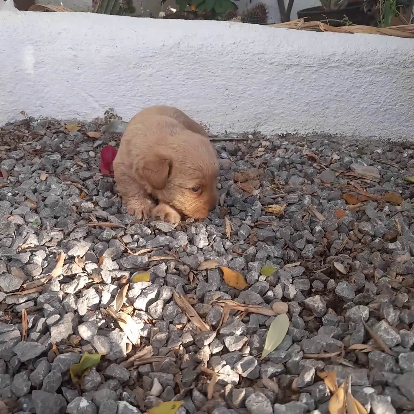 Labrador Retriever perros en venta: LABRADOR - Video 2