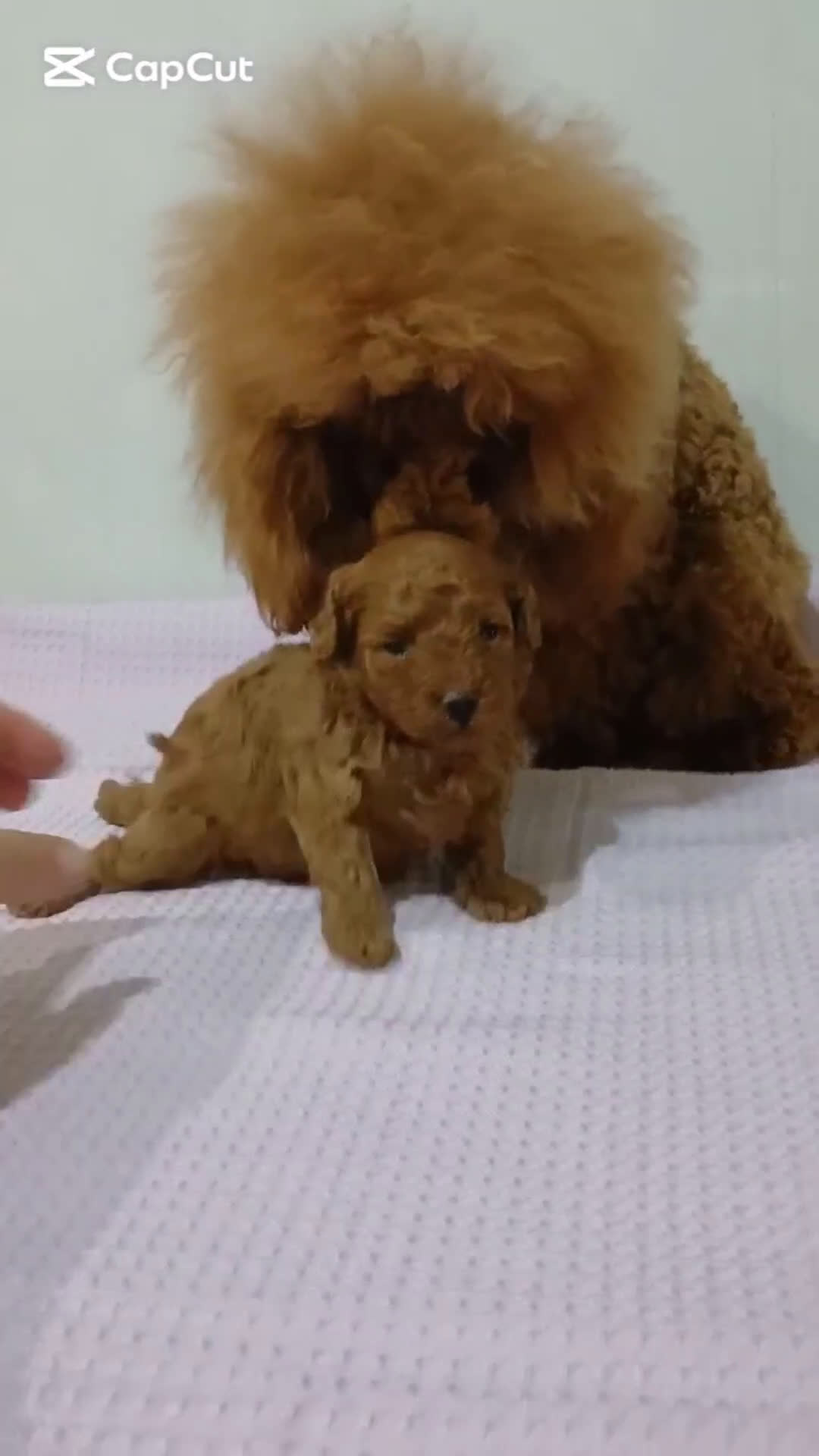 Caniche Toy perros en venta: Macho caniche toy. - Video 1