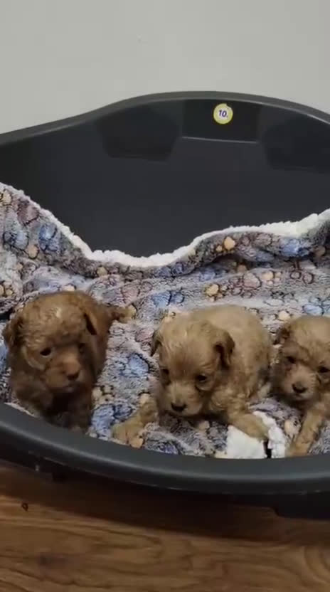 Maltipoo perros en venta: Maltipoo toy - Video 1