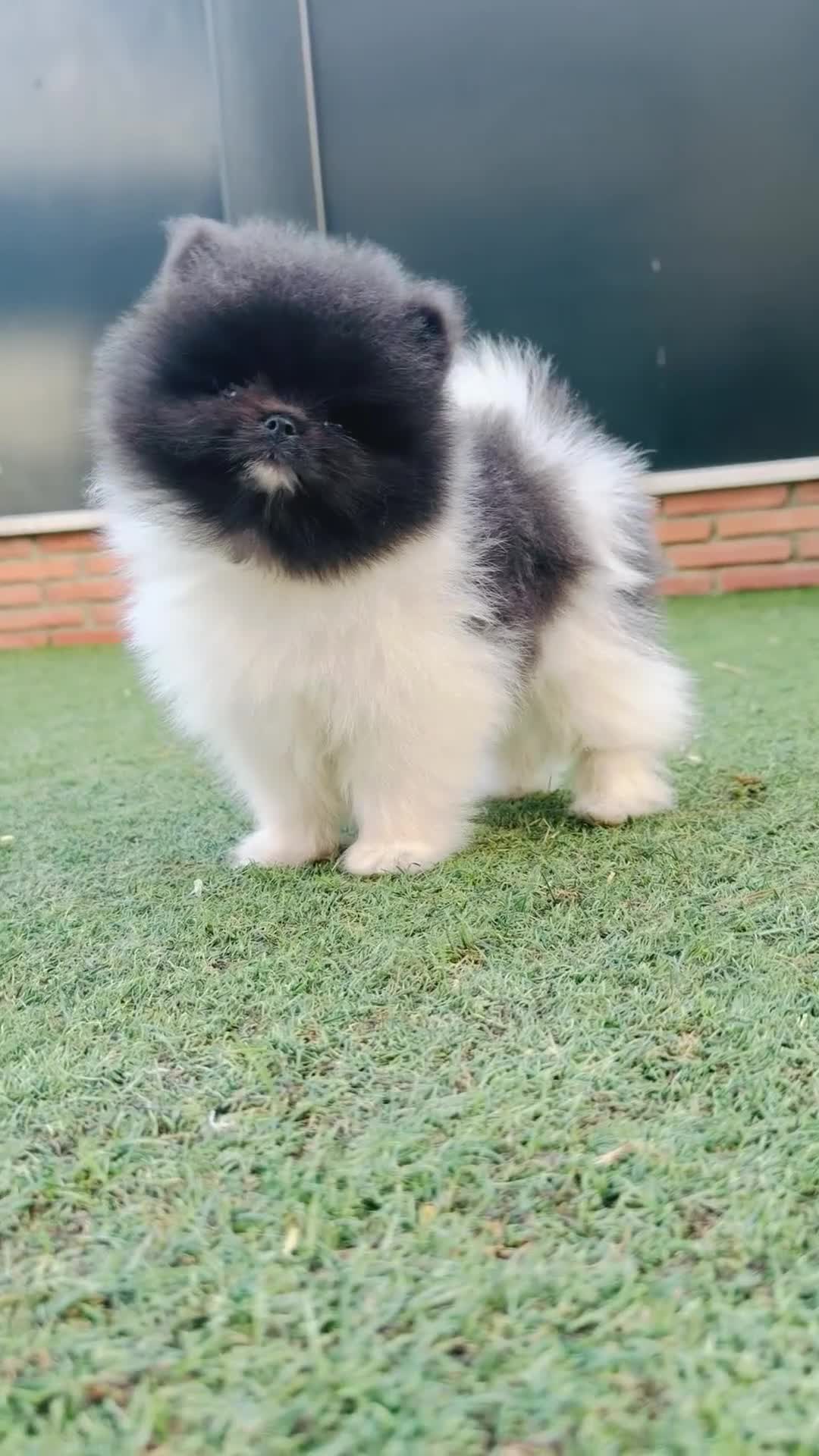 Pomerania perros en venta: Pomeranias exclusivos / alta selección  - Video 2