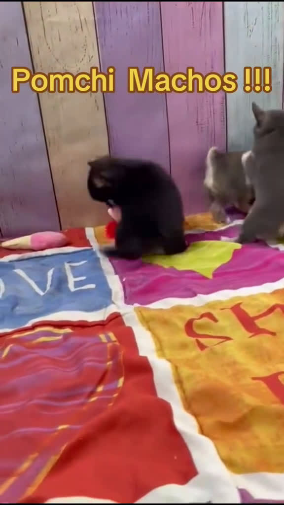 Pomchi perros en venta: Pomchi macho color arena disponible  - Video 1