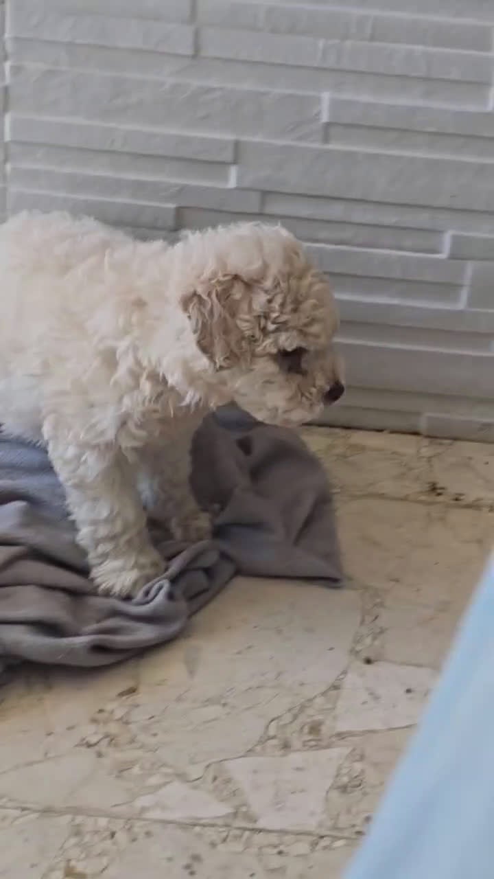 Perro de Agua Español perros en venta: Perro de agua  - Video 3