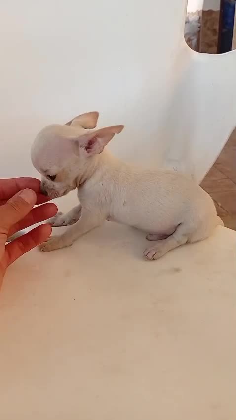 Chihuahua perros en venta: Chihuahua toy  - Video 1