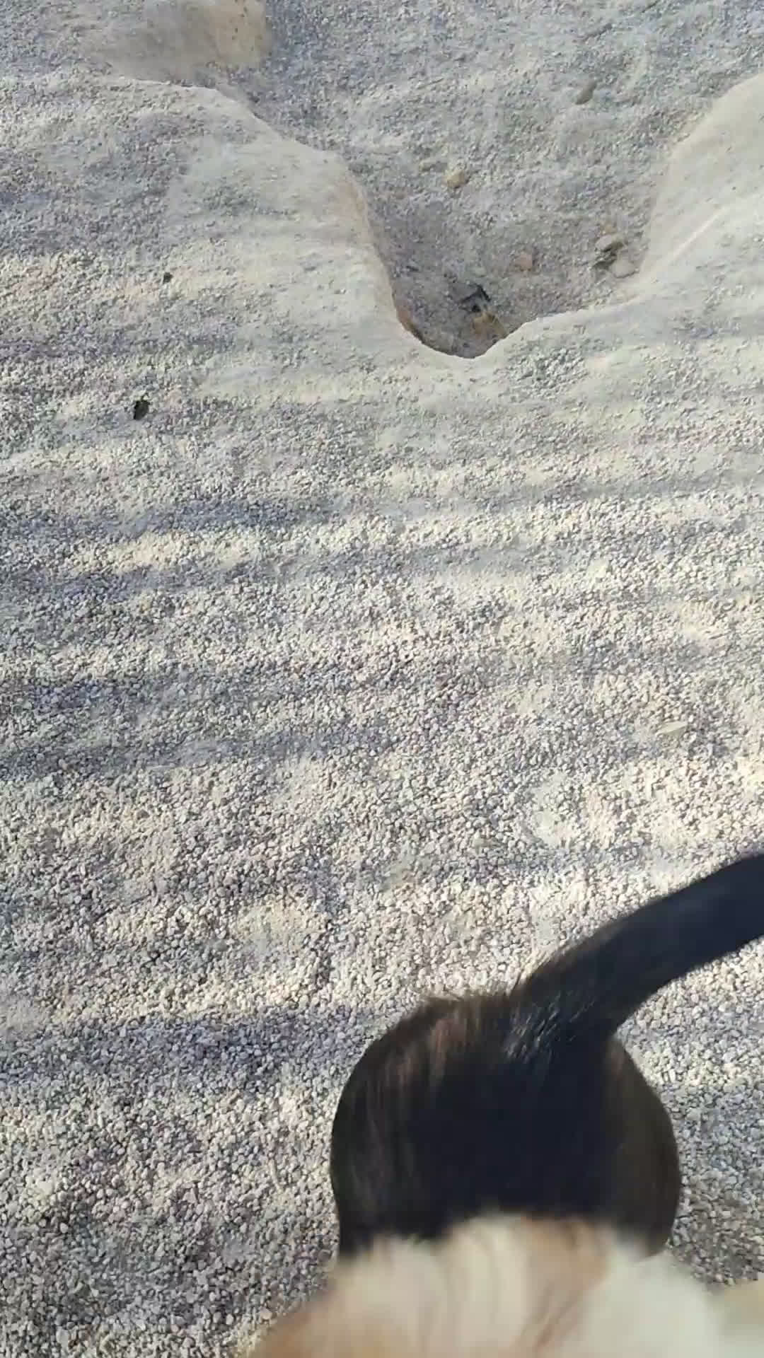 Teckel perros en venta: Cachorrita teckel de pelo largo. - Video 3