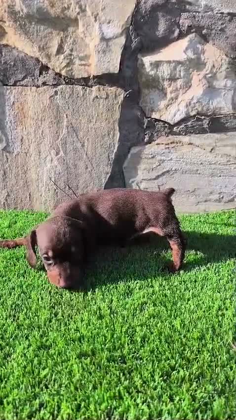 Teckel Miniatura perros en venta: Teckel Miniatura - Video 4