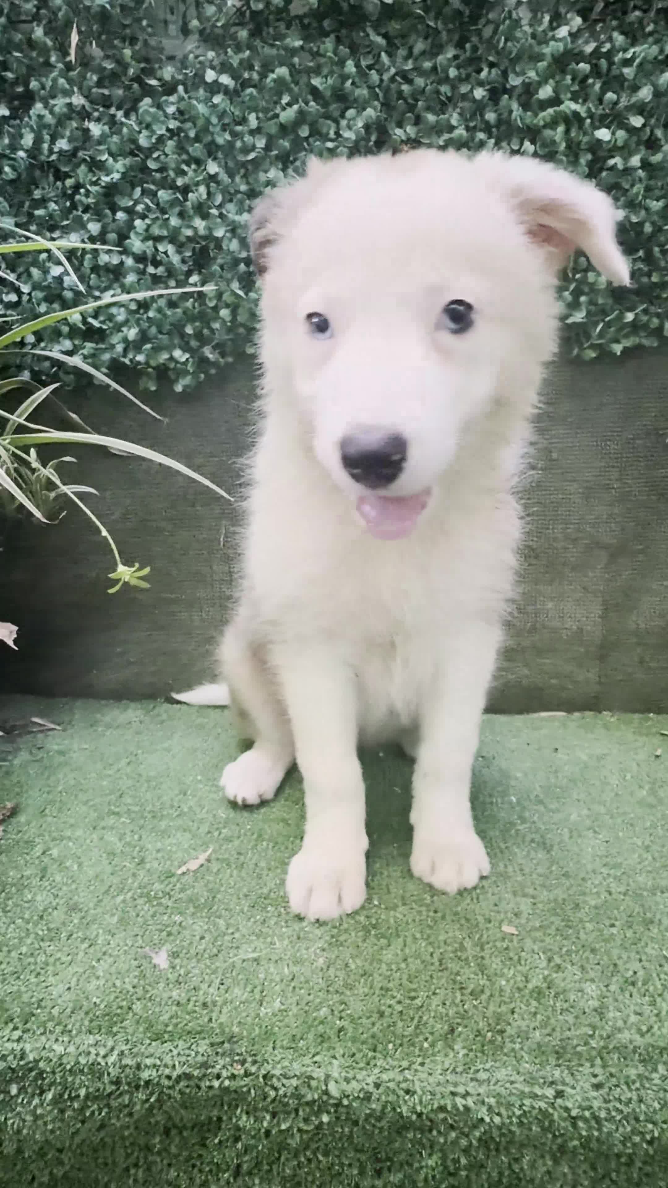 Border Collie perros en venta: Border Collie De Villa Biznaga - Video 2